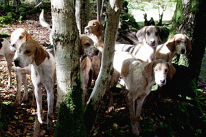 Fox Hunting Photography by Betty Fold Gallery Hawkshead Cumbria